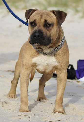 DDDawgs Frankie Gonna Thongya